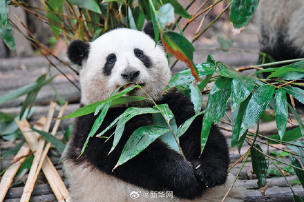 大熊猫是懂怎么过儿童节的 大熊猫是懂怎么过儿童节的