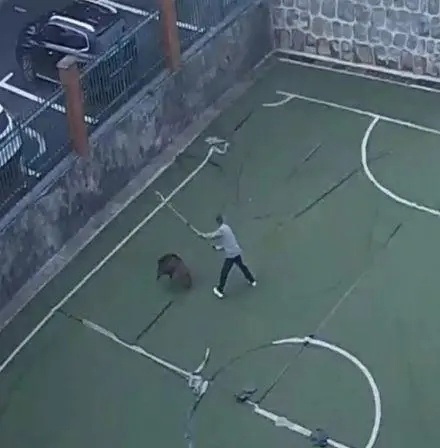 事发校园！保安大爷大战野猪→