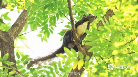 萌萌哒！可爱小松鼠快乐觅食跳跃林间