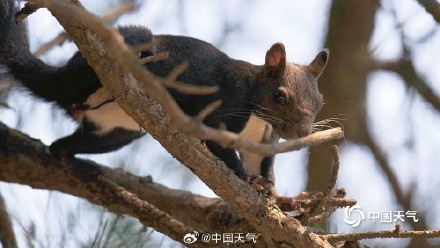 萌萌哒！可爱小松鼠快乐觅食跳跃林间