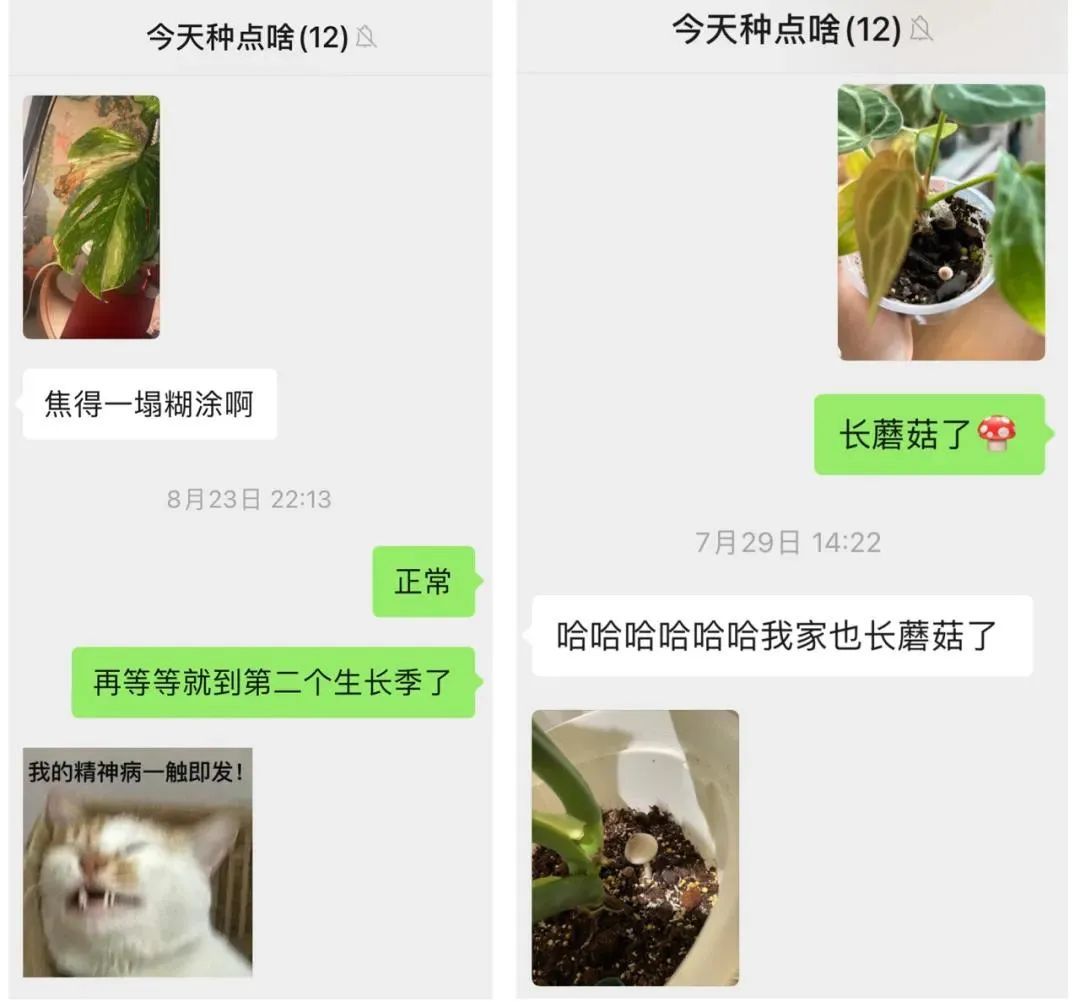 他靠卖这个月入200万，广州很多人买……