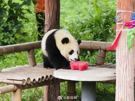 大熊猫是懂怎么过儿童节的 大熊猫是懂怎么过儿童节的