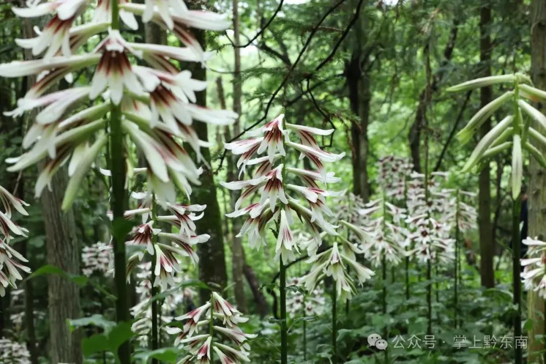 惊艳！贵州这里发现大面积野生……