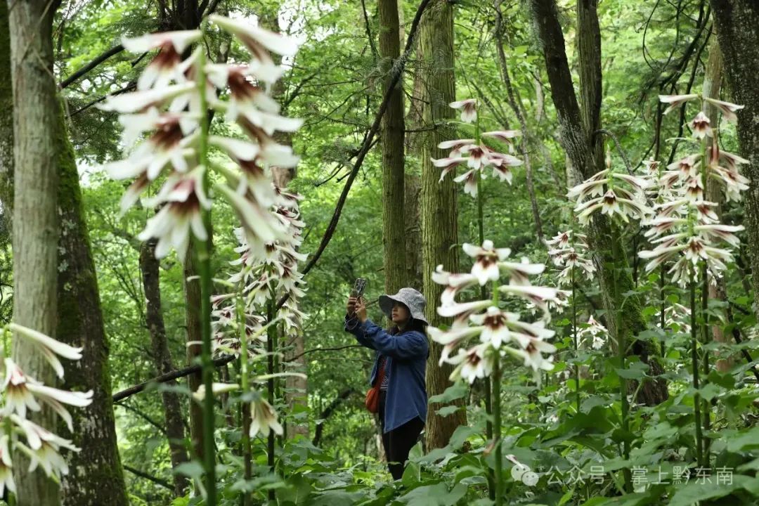 惊艳！贵州这里发现大面积野生……