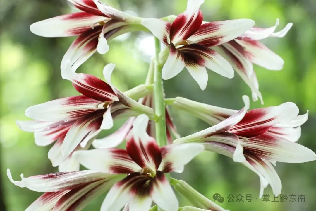 惊艳！贵州这里发现大面积野生……