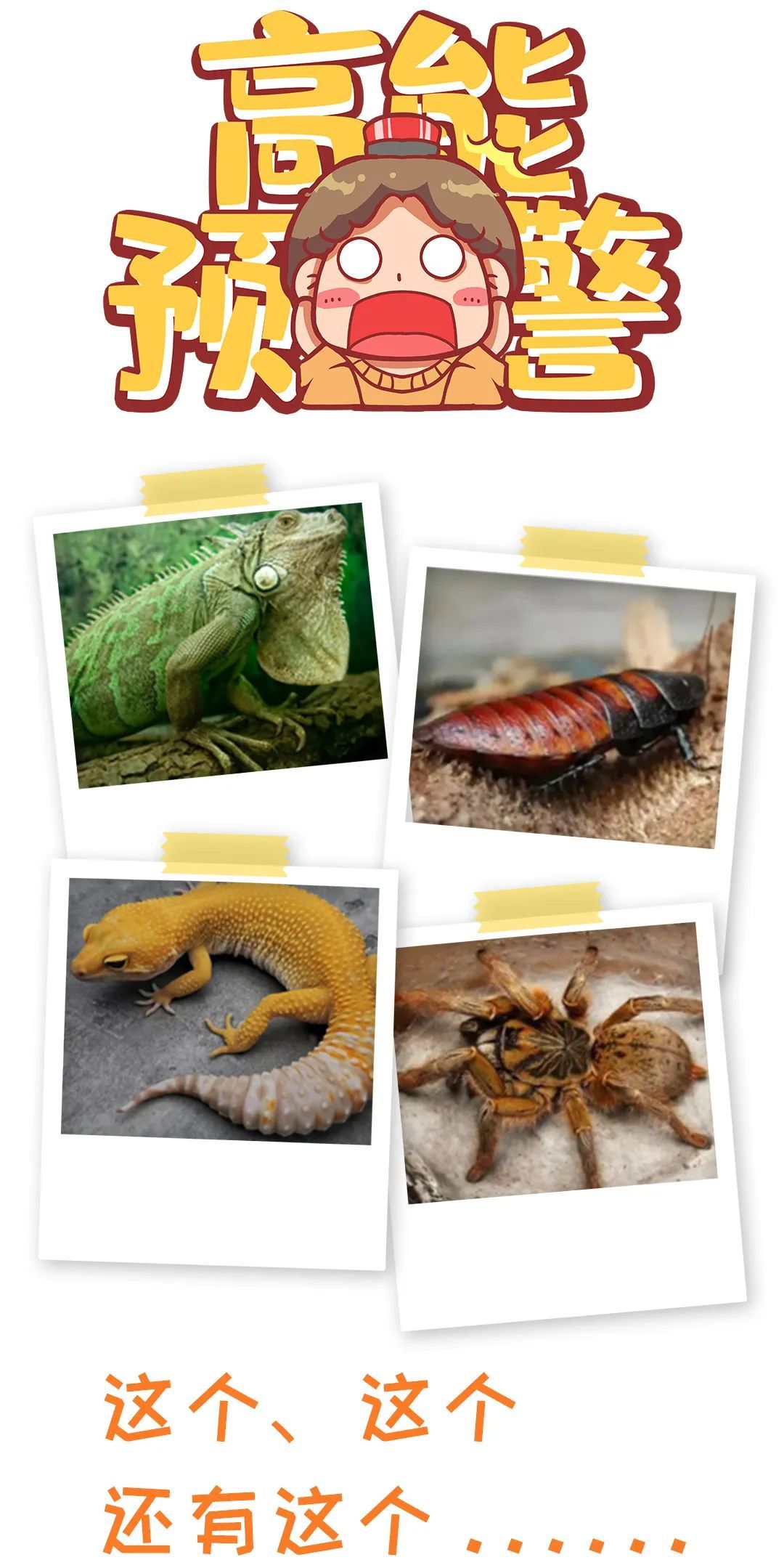 警惕！这些被孩子捧上天的另类宠物竟然这么“毒”？