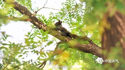 萌萌哒！可爱小松鼠快乐觅食跳跃林间