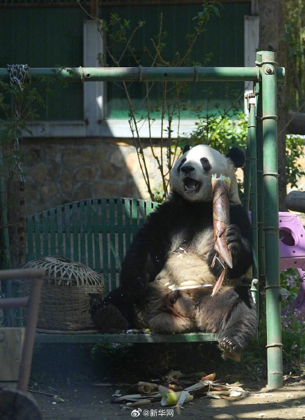 大熊猫是懂怎么过儿童节的 大熊猫是懂怎么过儿童节的