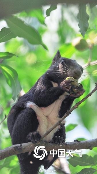 萌萌哒！可爱小松鼠快乐觅食跳跃林间