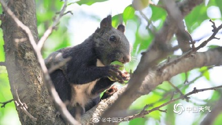 萌萌哒！可爱小松鼠快乐觅食跳跃林间