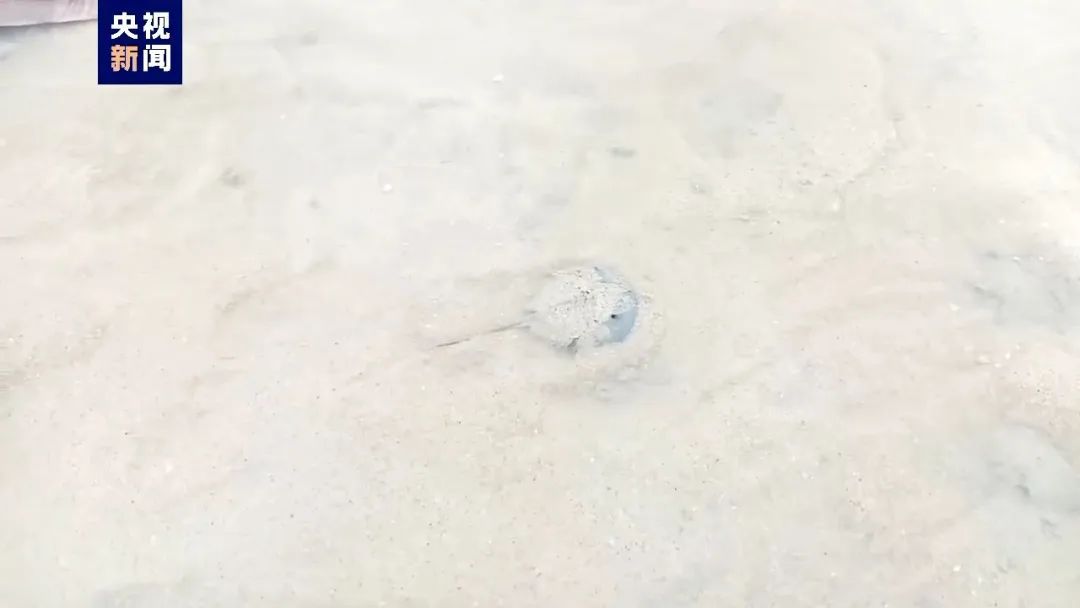 濒危物种——中国鲎,在这里大量发现→ 濒危物种——中国鲎,在这里大量发现→