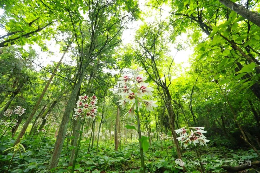 惊艳！贵州这里发现大面积野生……