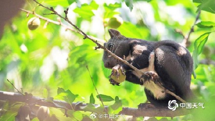 萌萌哒！可爱小松鼠快乐觅食跳跃林间