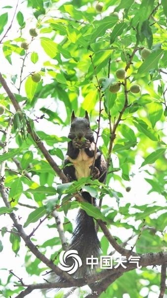 萌萌哒！可爱小松鼠快乐觅食跳跃林间