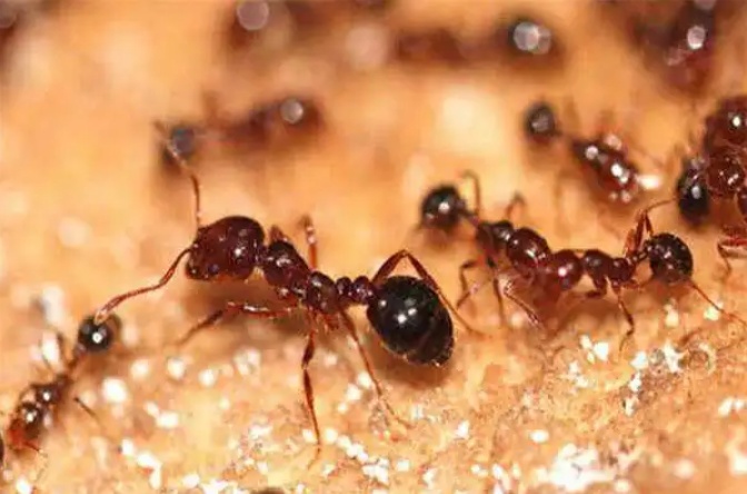 警惕！这些被孩子捧上天的另类宠物竟然这么“毒”？