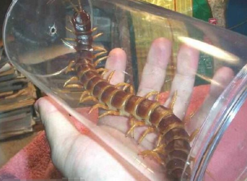 警惕！这些被孩子捧上天的另类宠物竟然这么“毒”？