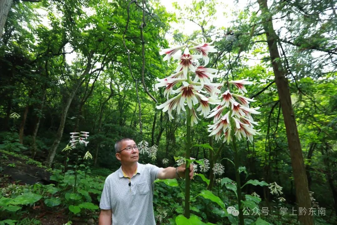 惊艳！贵州这里发现大面积野生……