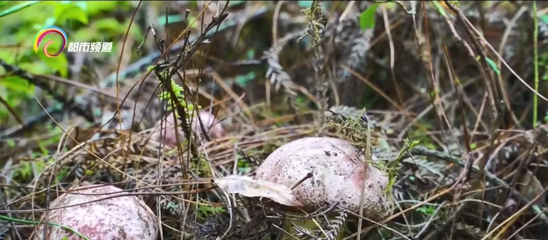 最新出炉！6个高风险地区！云南人悠着点！
