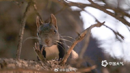 萌萌哒！可爱小松鼠快乐觅食跳跃林间