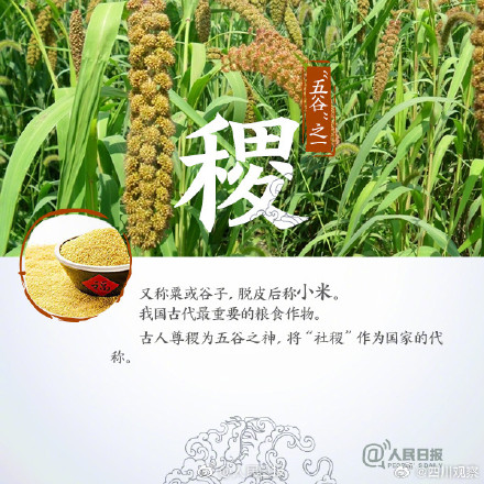 你分得清田间的作物吗？古代的“五谷”指的都是啥？