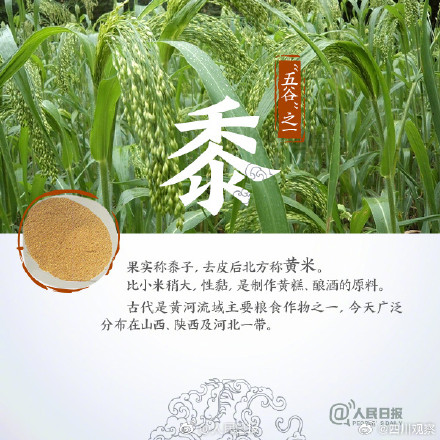 你分得清田间的作物吗？古代的“五谷”指的都是啥？
