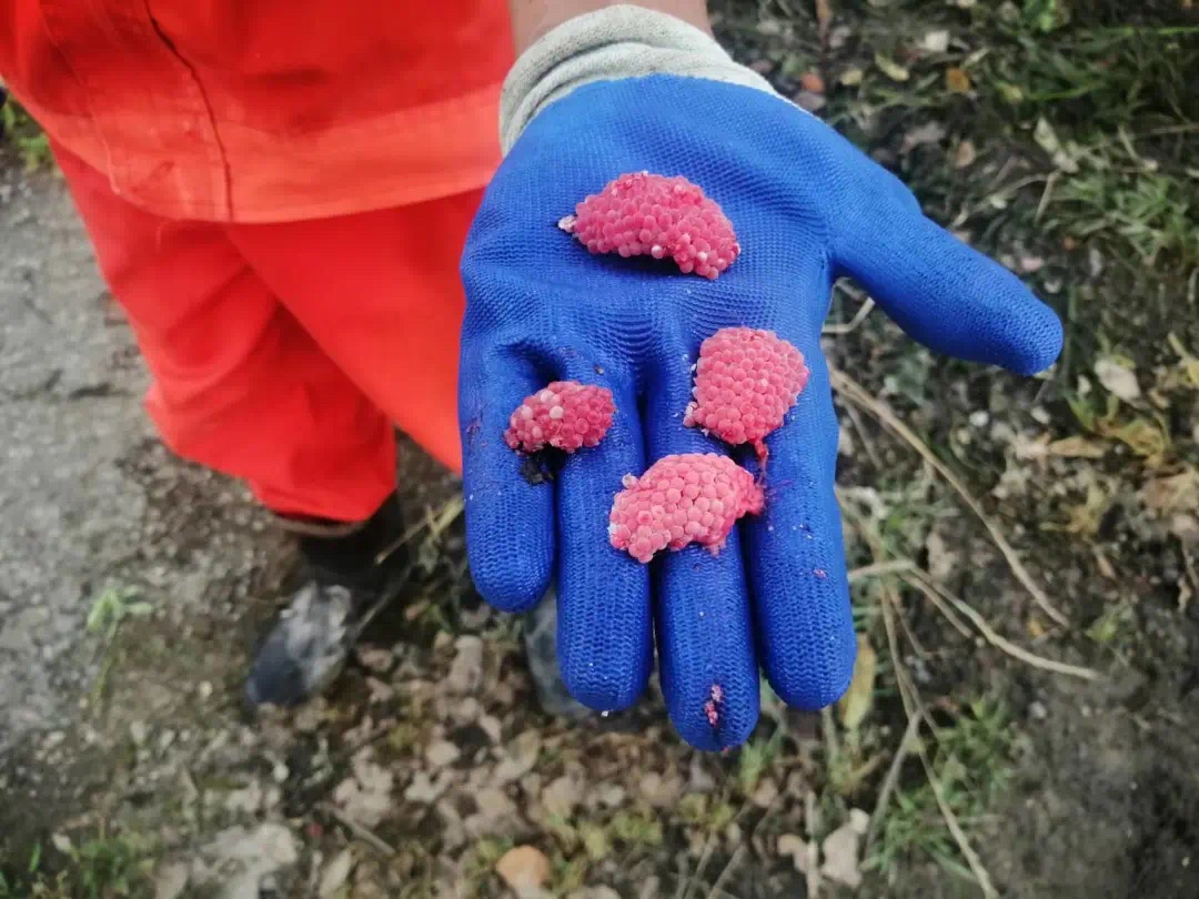 杭州多地已出现,有人看到直呼恶心!别碰!更别吃! 杭州多地已出现,有人看到直呼恶心!别碰!更别吃!