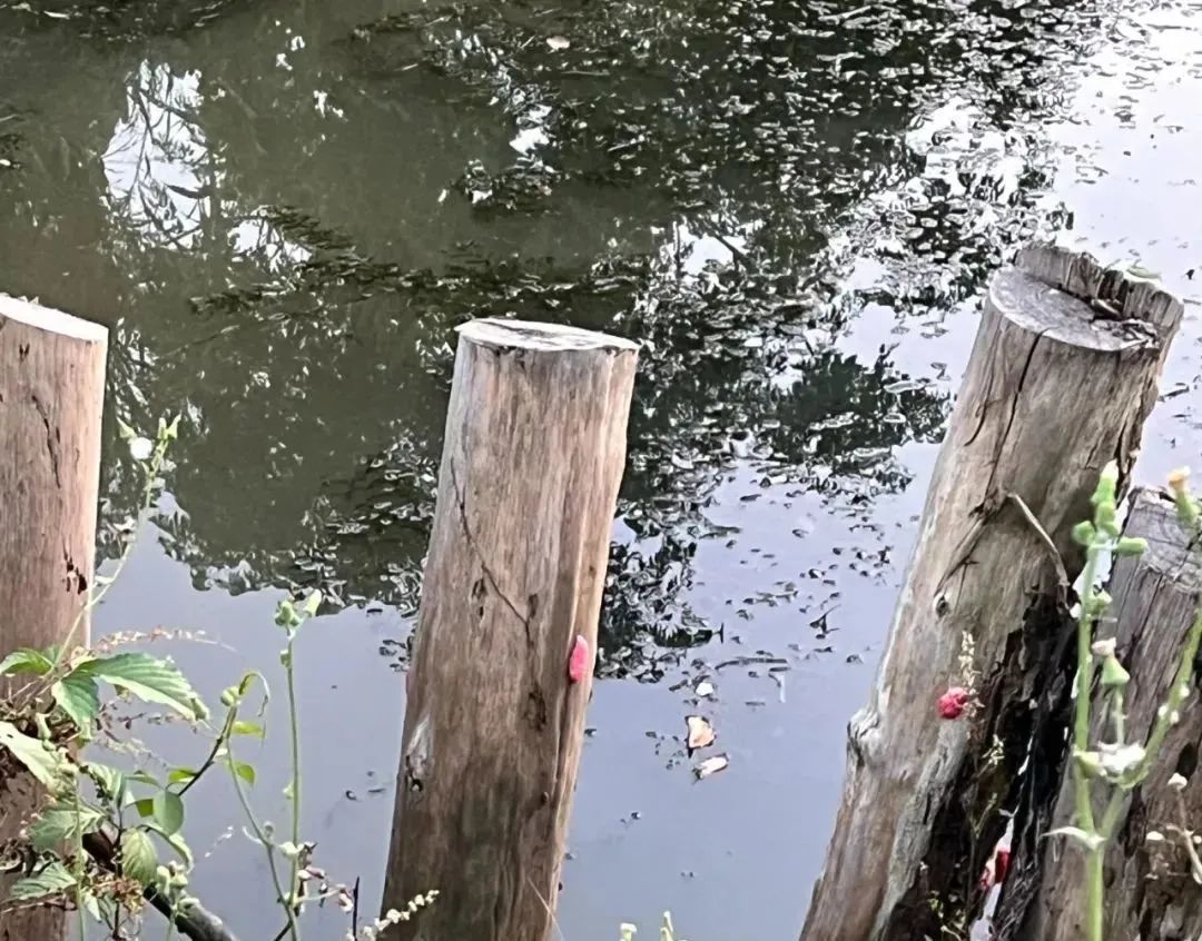 杭州多地已出现,有人看到直呼恶心!别碰!更别吃! 杭州多地已出现,有人看到直呼恶心!别碰!更别吃!