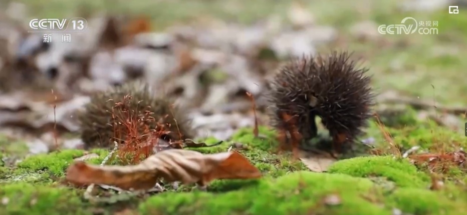 &nbsp;再现历史风华 “妙手补千年”让文脉赓续传承