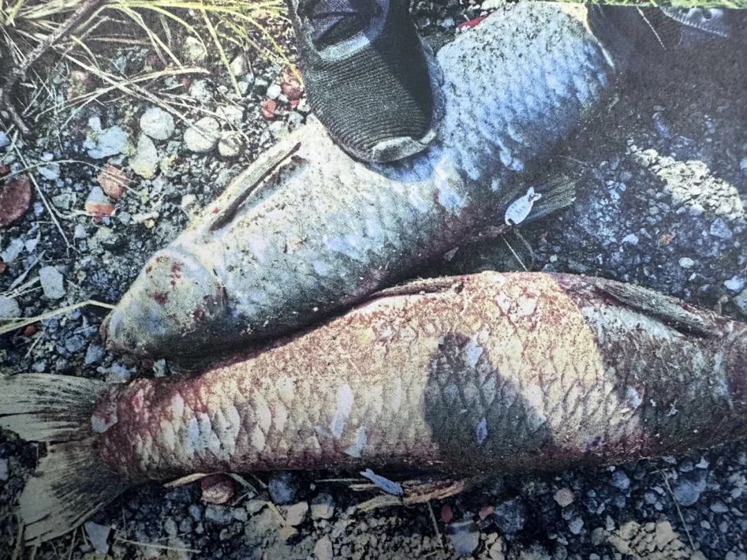 入场费4000元,钓一条鱼能兑2万?注意! 入场费4000元,钓一条鱼能兑2万?注意!