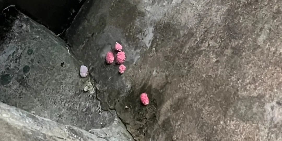 杭州多地已出现,有人看到直呼恶心!别碰!更别吃! 杭州多地已出现,有人看到直呼恶心!别碰!更别吃!