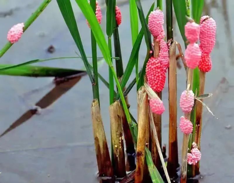 杭州多地已出现,有人看到直呼恶心!别碰!更别吃! 杭州多地已出现,有人看到直呼恶心!别碰!更别吃!