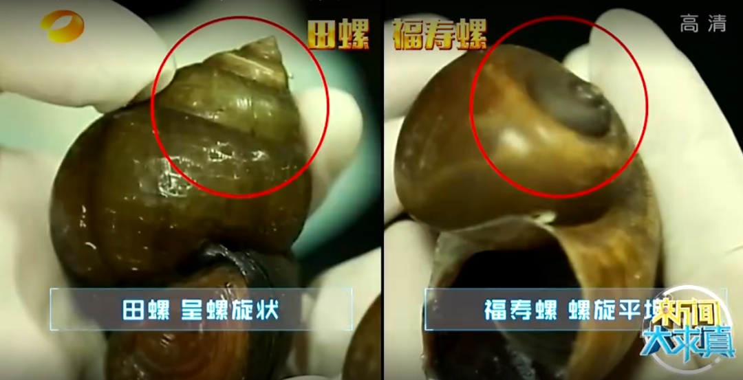 杭州多地已出现,有人看到直呼恶心!别碰!更别吃! 杭州多地已出现,有人看到直呼恶心!别碰!更别吃!