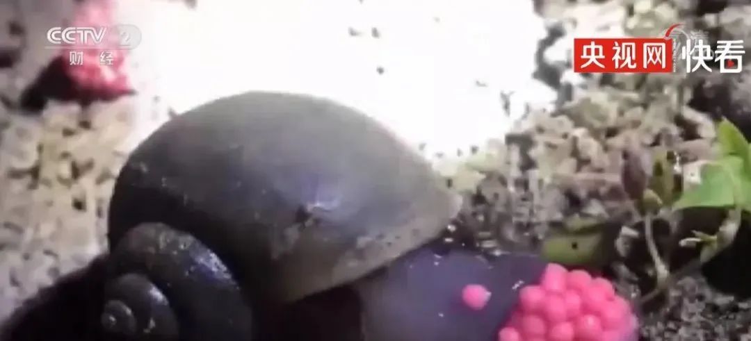 杭州多地已出现,有人看到直呼恶心!别碰!更别吃! 杭州多地已出现,有人看到直呼恶心!别碰!更别吃!