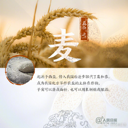 你分得清田间的作物吗？古代的“五谷”指的都是啥？
