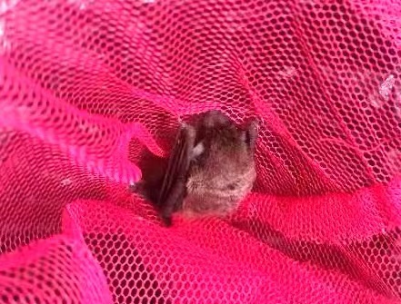 清洗空调，内机里突然飞出一只蝙蝠