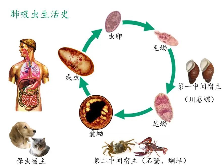 南京进入小龙虾上市季，吃小龙虾=吃寄生虫？真相揭露！