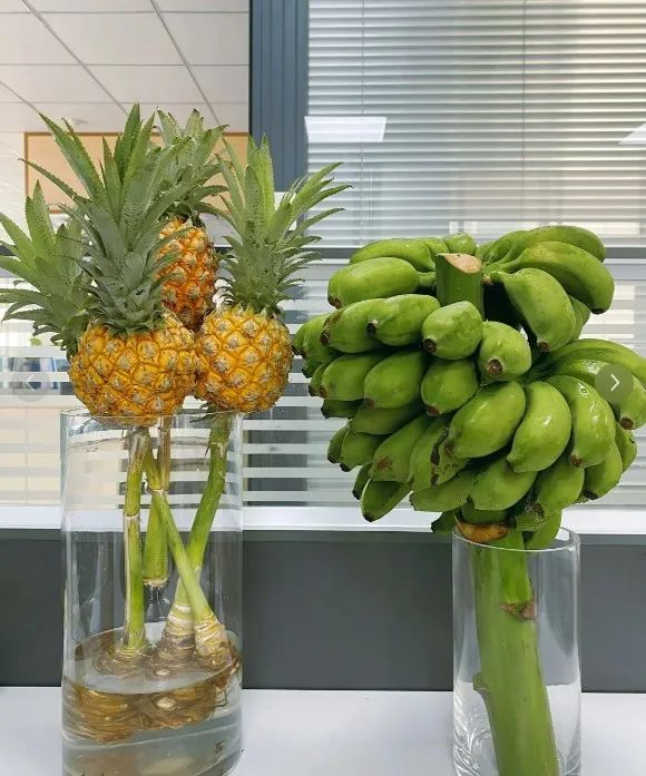 用“蕉绿”打败焦虑？“禁止蕉绿”成办公室新宠