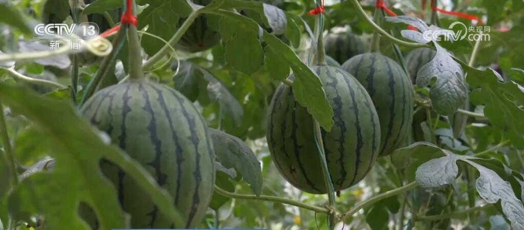 丰富百姓“果盘子” 以多元优质供给守护大众“舌尖”上的幸福