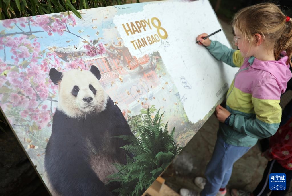比利时:大熊猫“天宝”庆祝八岁生日 比利时:大熊猫“天宝”庆祝八岁生日