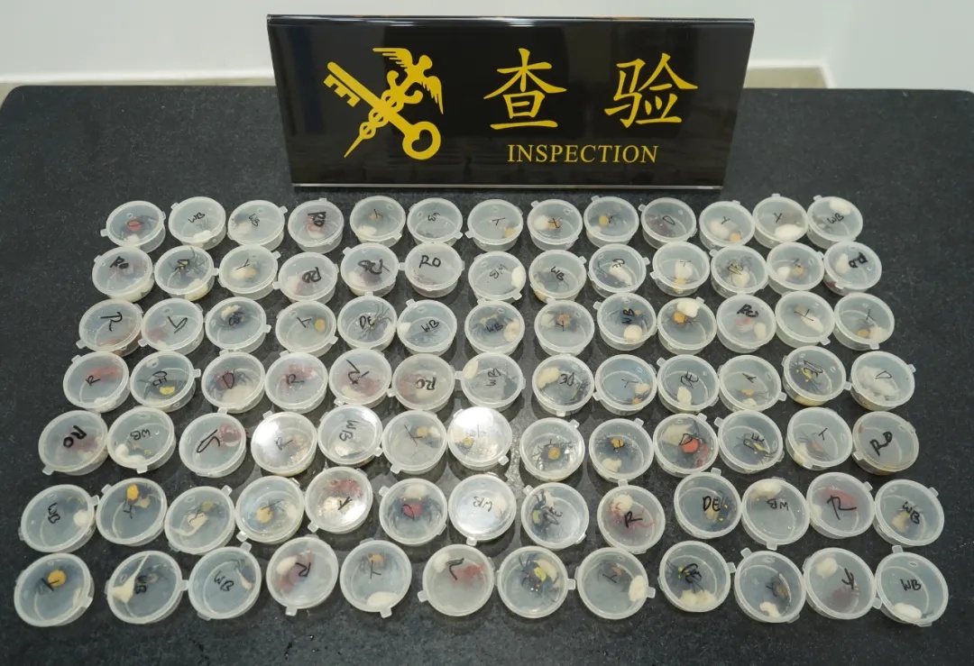瘆人！整整90只，全部活体