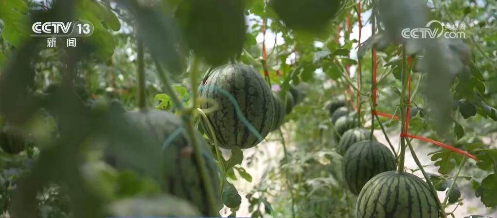 丰富百姓“果盘子” 以多元优质供给守护大众“舌尖”上的幸福