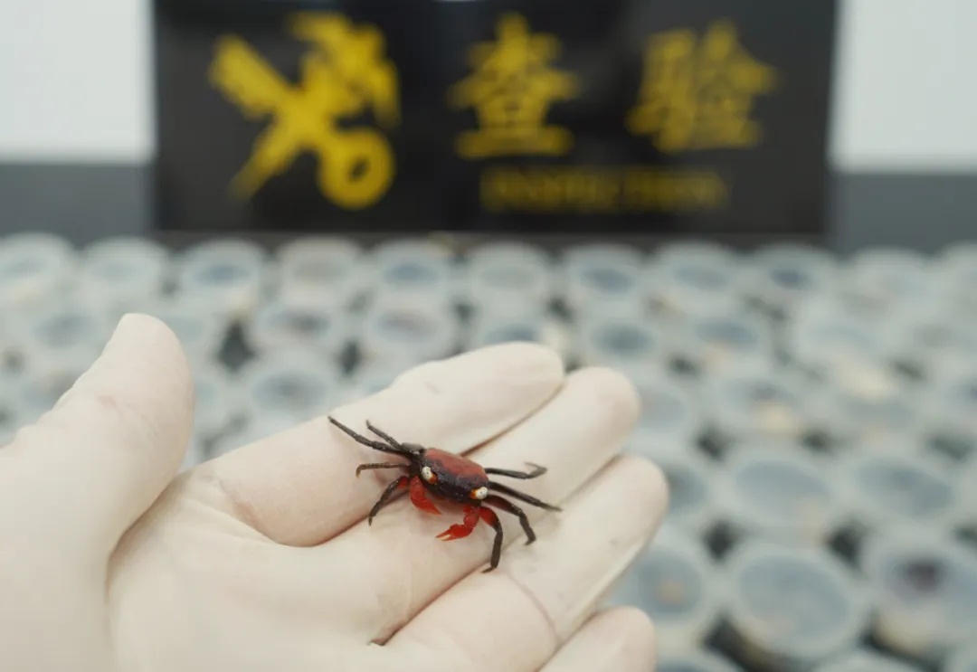 瘆人！整整90只，全部活体