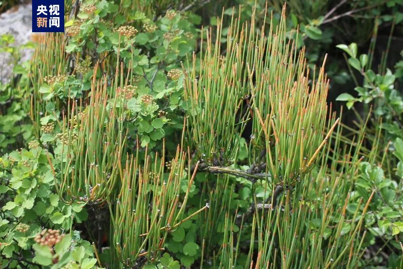 约400平方米、800余株!延庆发现北京最大规模野生木贼麻黄种群 约400平方米、800余株!延庆发现北京最大规模野生木贼麻黄种群