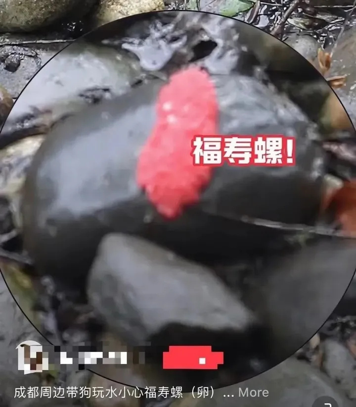 多地出现！寄生虫多达6000条，误食可致死！