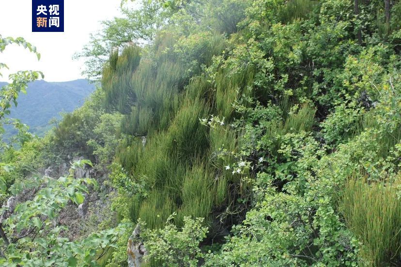 约400平方米、800余株!延庆发现北京最大规模野生木贼麻黄种群 约400平方米、800余株!延庆发现北京最大规模野生木贼麻黄种群