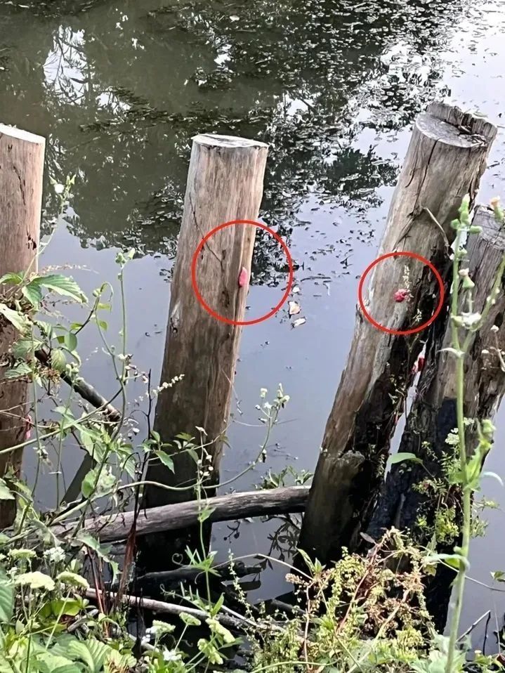 多地出现！寄生虫多达6000条，误食可致死！