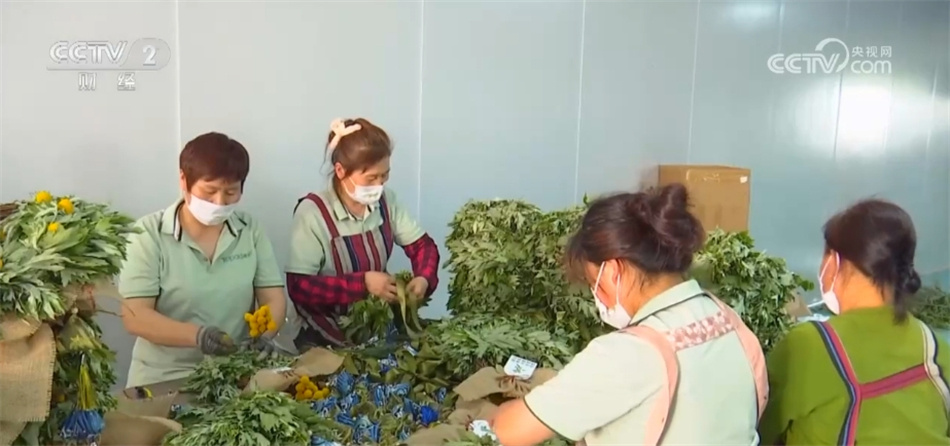 粽子、艾草创意产品迎热销 端午民俗“火”了市场、“甜”了生活