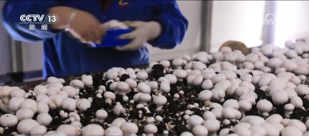 小菌菇开出“致富伞” “智慧农业设备+良种”种出新“食”尚 小菌菇开出“致富伞” “智慧农业设备+良种”种出新“食”尚