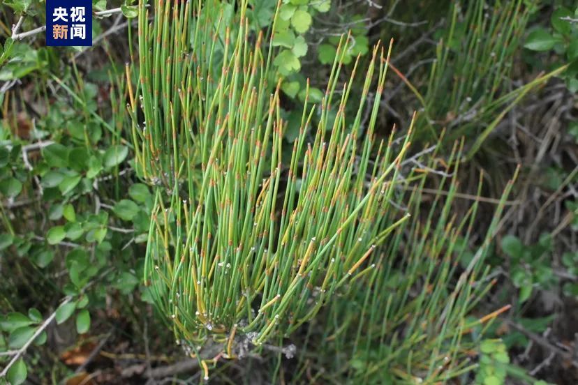 约400平方米、800余株!延庆发现北京最大规模野生木贼麻黄种群 约400平方米、800余株!延庆发现北京最大规模野生木贼麻黄种群