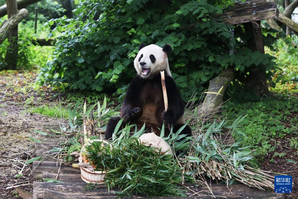 比利时:大熊猫“天宝”庆祝八岁生日 比利时:大熊猫“天宝”庆祝八岁生日